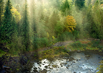 Environmental Services